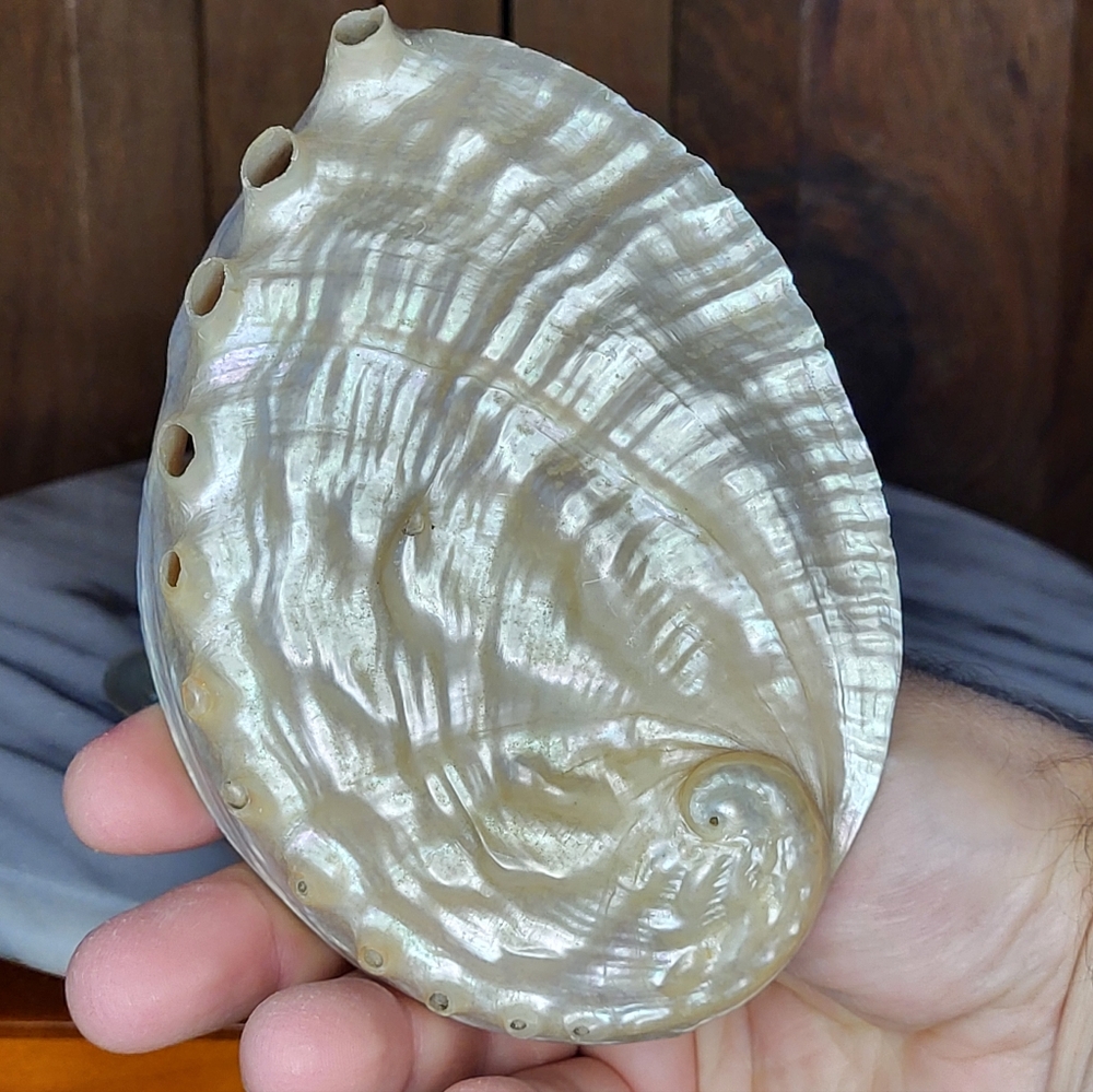 Iridescent Abalone Shell Pair - Picture 4 of 16